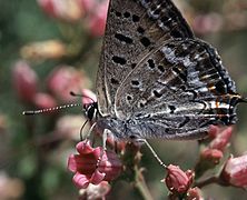 閃紫灰蝶 Lycaena arota