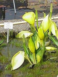 Lysichiton américain.