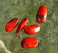 Individual seeds of Magnolia grandiflora