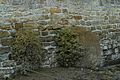 Le menhir de Men Rouz, malheureusement en partie sous les remblais d'un parking et incrusté dans un mur de soutènement