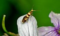 Germany, Suebian Jura Micropterix rothenbachii