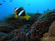 A. latifasciatus (Madagascar anemonefish) showing the distinctive forked tail.