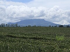 Mount Matutum, Tupi pineapple plantation