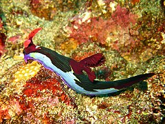 Nembrotha chamberlaini, otok Verde, Filipini