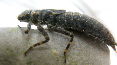 Nymph