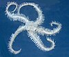 A white starfish with five curling tentacles on a blue background
