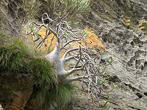 Pachypodium rosulatum