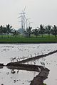 Paddies and wind turbines in India.