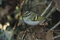 Pallas's leaf-warbler