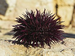 Paracentrotus lividus, a regular sea urchin (Euechinoidea, infraclass Carinacea)