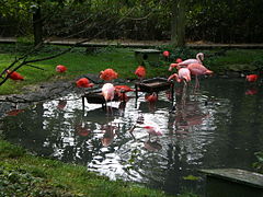 Flamants rouges, ibis rouges et spatules rosées.