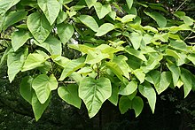 Grandes feuilles vertes en forme de cœur