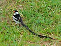 Mâle en plumage nuptial