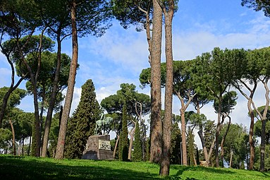 Adult stone pines at Villa Borghese gardens, Rome