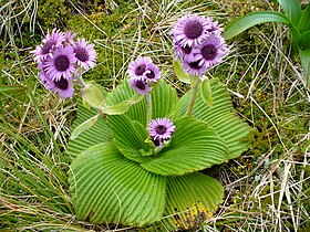 Pleurophyllum speciosum, the Campbell Island daisy