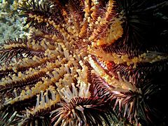 Face orale d'une acanthaster, montrant les nombreux podia.