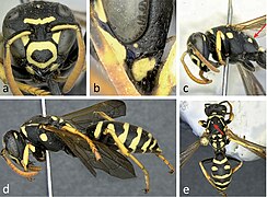 P. bischoffi, female. a: frontal view of head, b: lateral view of lower face, c: lateral view of head and mesosoma, d: lateral view of body, e: body from above