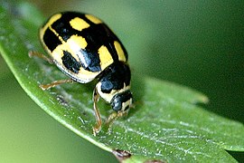 Propylea quatuordecimpunctata, (Commanster, Ardennes belges)