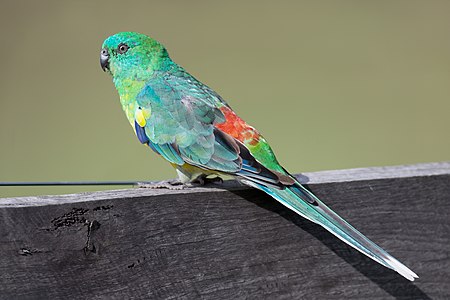 Red-rumped parrot, male, by JJ Harrison