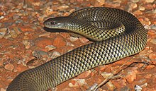 A thick-set brownish snake on gravel