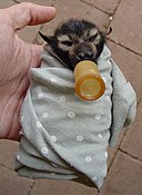 Дитя в Tolga Bat Hospital