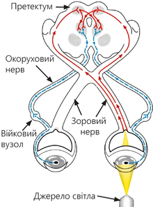 Схематичне зображення аферентної та еферентної ланок зіничного рефлексу