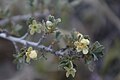 Bitterbrush flowers