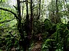 Part of Puzzlewood, near Coleford, showing scowles overgrown by trees and moss