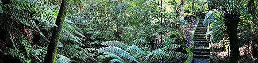 Rainforest walk at the National Botanical Gardens