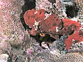 Red ocellated frogfish, St. Kitts, F. ocellatus