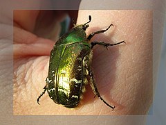 Cétoine dorée (Cetonia aurata)