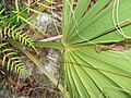 Detail of the leaf of S. etonia