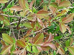 Description de l'image Salix silesiaca a1.jpg.