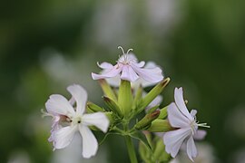 Saponaria officinalis L. — Saponaire officinale. — Herbe à savon. — (Soapwort).