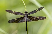 Male, Cattana Wetlands