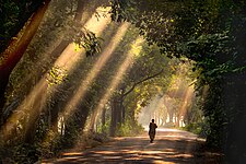 Satchari National Park, Bangladesh Abdul Momin