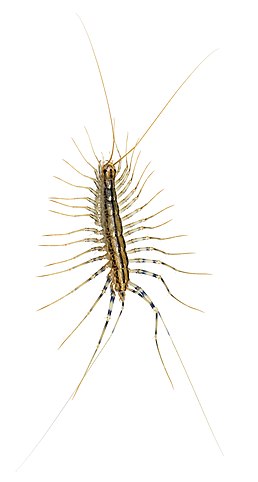 Scutigera coleoptrata