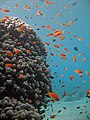 Red Sea coral and marine fish