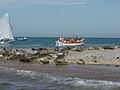 Seehunde bei Blakeney Point