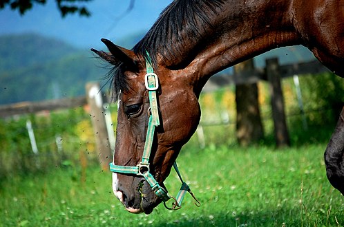 Bodexpress runs the Preakness[1] in loving memory of Secretariat ~ [2]