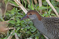 Slaty-breasted rail in East Kolkata Wetlands, West Bengal, India