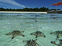 Starfish in Pom Pom Island lagoon