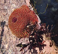 Actinia fragacea