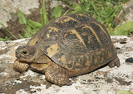 Средиземноморская черепаха (Testudo graeca)