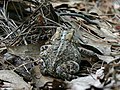 Eastern American toad, seen from behind, shows characteristic markings and "warts"