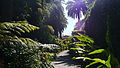 The entrance surrounded by heliconias and tree-ferns