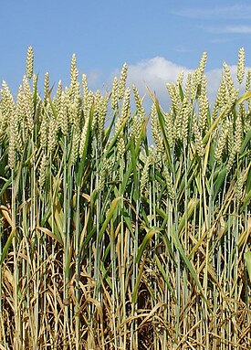 Triticum aestivum