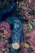 Wolf eel, a highly specialized predator of sea urchins