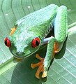 Agalychnis callidryas, the Red-eyed Tree Frog, Costa Rica.