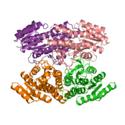 Butandiol-Dehydrogenase